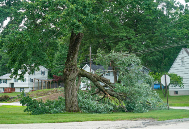 Hillsboro Beach, FL Tree Care Services Company