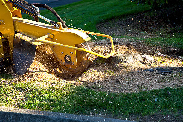 Tree and Shrub Care in Hillsboro Beach, FL